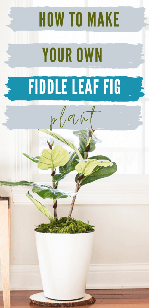 Fiddle Leaf Fig Plant