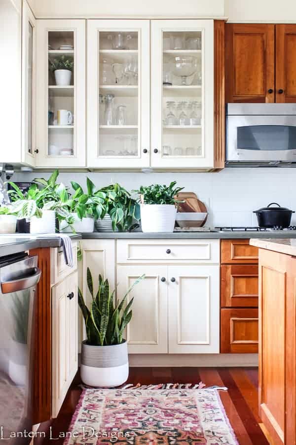 Easy houseplants to take care of including houseplants that require low light. I listed some of the easiest plants to take care of for beginners and even those who own a black thumb. Come see my tips and tricks for keeping them alive.