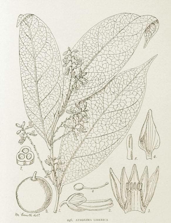 Free botanical prints