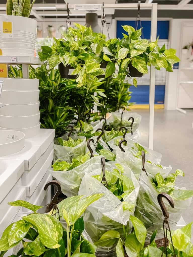 plants at IKEA
